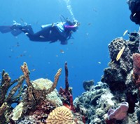 Optional Activity: Diving